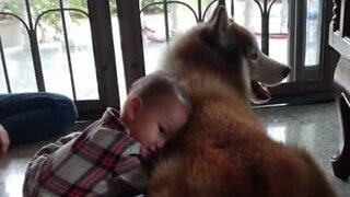 Cão mostra muito amor e paciência por bebê