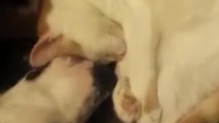 Puppy and kitten fall asleep in most adorable way imaginable