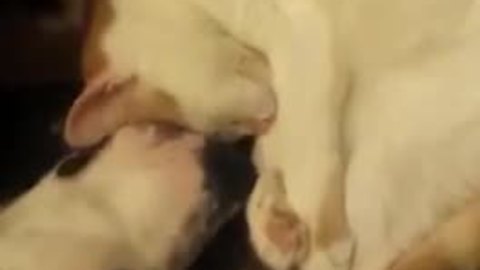 Puppy and kitten fall asleep in most adorable way imaginable