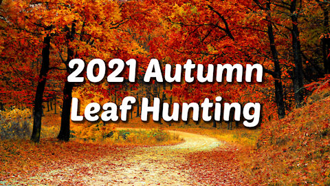 2021 Fall Leaf Hunting