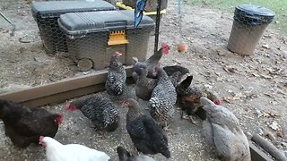 Chickens vs. Cheeseburger Pinata