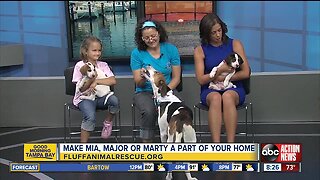 Rescues in Action May 19 | Mia and her pups need homes