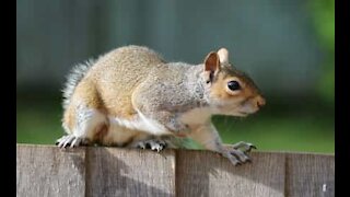 Scoiattolo non riesce a rubare il cibo