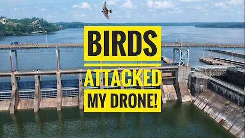 Attacked By Birds and A Quick Escape | DJI Spark