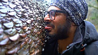 LICKING THE MONEY TREE - Ingleton Waterfalls Trails