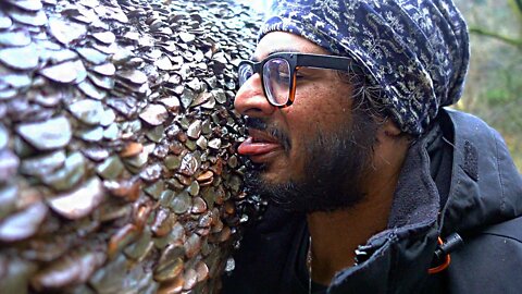 LICKING THE MONEY TREE - Ingleton Waterfalls Trails