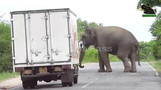 A severe elephant attack on a bus People fall down in fear 3