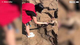 Macaco tenta roubar saco de comida de turista
