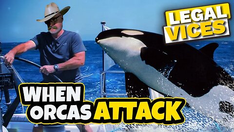 Orcas are Attacking Sailboats off the Coast of Spain?