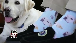 'Mission complete': Sully the service dog accompanies Bush one last time