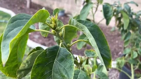 Avocado fish fertilizer in spring results.