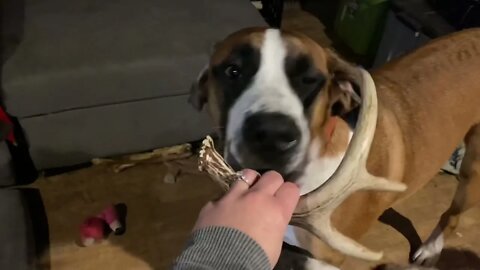 Deer antlers for dogs- Great Dane and St. Bernards love them