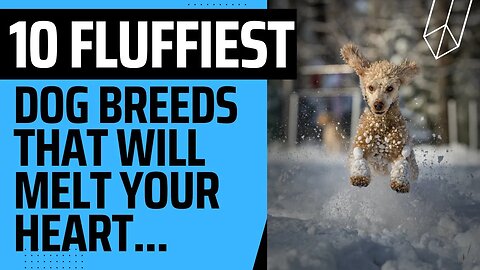 10 Fluffiest Dog Breeds That will Melt Your Heart.