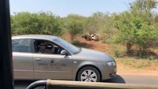 Tourists witness lioness steal carcass from vultures