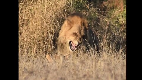 Lion Calls and Lion Roar #lioncall #lionroar #bigcats #lion #lionsong