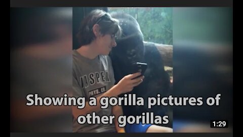 He showed a gorilla photos of other gorilla.watch this viral videk