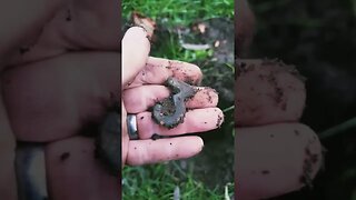 Down under the roots! | xp deus 2 | metaldetecting