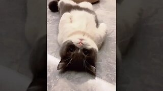 PLAYING CAT VIDEO MEAWWW