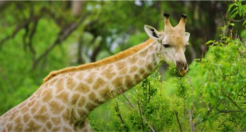 Giraffe Feeding on the Nearby Green