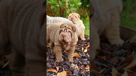 SWEET Shar Pei Puppies #shorts #short