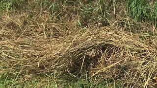 Long cut hay, your lawn as resource