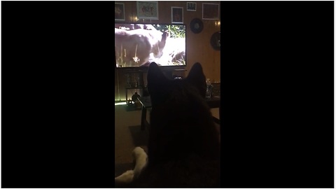 Husky loves to watch wildlife documentaries
