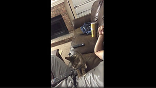 Generous kitty gives owner relaxing massage