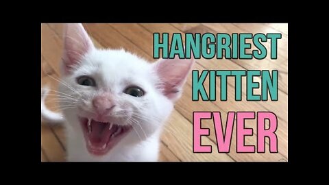 Hangriest Kitten EVER