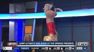 Jump! The Ultimate Dog Show at the Springs Preserve