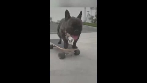 A dog that skates professionally 😻 He's cool