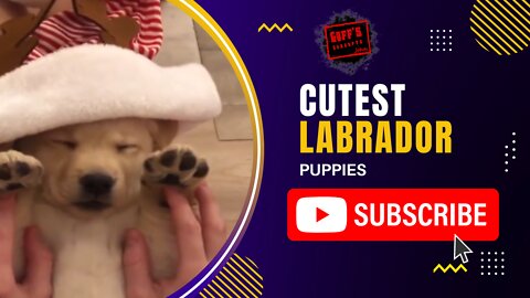 Try To Keep A Straight Face 🥴 - Cutest Labrador Puppies | Funniest Puppy Videos 2020