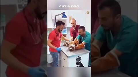 fUNNY cATS and dOGS #shorts #viral #ytshorts #ytshorts