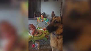 Baby Girl Laughs At A Dog Catching Popcorn