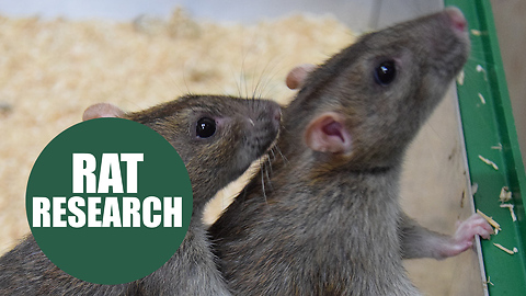Study finds rats help each other out just like human