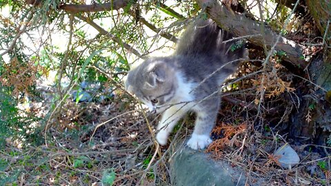 Нашел шустрый котенок вислоухий и приютил