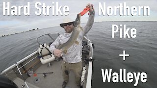 Hard Strike Northern Pike + Walleye