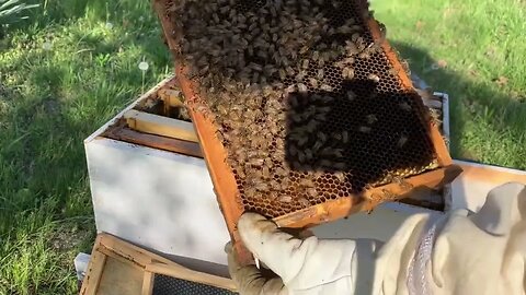 Update on a swarm capture after three days.