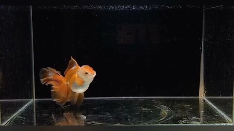 Visit Goldfish Palace