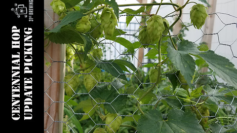 End of the year centennial hop picking