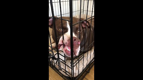 Pit Bull not thrilled about his new crate training
