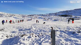 Wallaby hops through snow in Tasmania