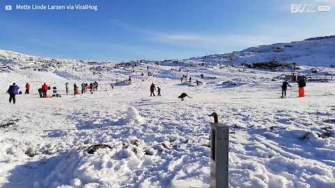 Wallaby hops through snow in Tasmania