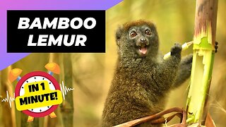 Bamboo Lemur - In 1 Minute! 🐒 One Of The Most Endangered Animals In The Wild | 1MinuteAnimals