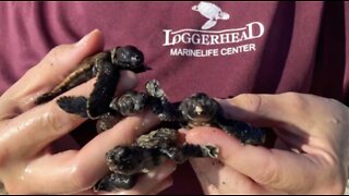 Loggerhead Marinelife Center breaks all-time sea turtle nest count record