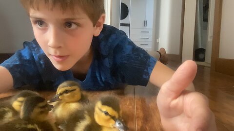 4 Baby Ducks