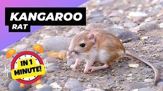 Kangaroo Rat - In 1 Minute! 🐭 Jumping for Survival! | 1 Minute Animals