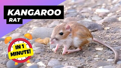 Kangaroo Rat - In 1 Minute! 🐭 Jumping for Survival! | 1 Minute Animals