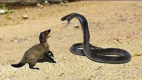 The snake approached the mongoose, but what happened was unexpected