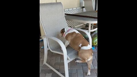 Libby getting on her favorite chair