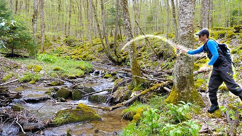 Catching The Most Beautiful Fish On Earth!! (Brook Trout Fishing)